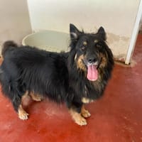 boz paa22950, chien à adopter