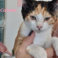 Calada, chatte à adopter