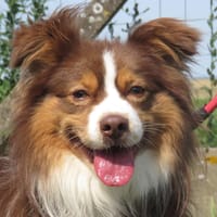UKYO, chien à adopter