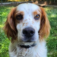 DOG, chien à adopter