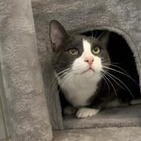 Balthus, chat à adopter