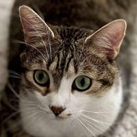 Folio, chat à adopter