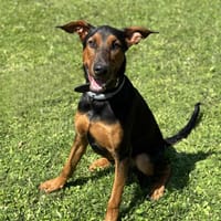 Arrow CAA13895, chien à adopter