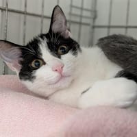 CLEOPATRE et CESAR, chatte à adopter