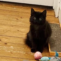 SOX ( Kaia ), chat à adopter