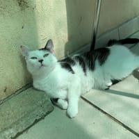 Azur, chatte à adopter