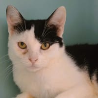 Mojito Cab4206, chat à adopter