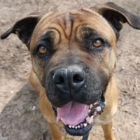 JAYA, chienne à adopter