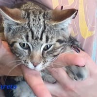 Amaréto, chat à adopter