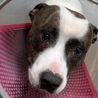 NOLA, chienne à adopter
