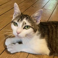 MOON, chatte à adopter