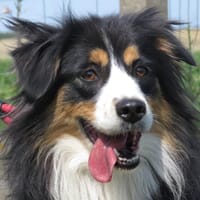 SYMPHONIE, chienne à adopter