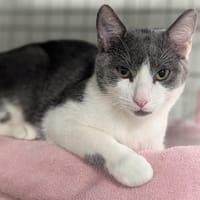 CESAR et CLEOPATRE, chat à adopter