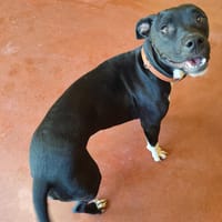 lisa paa22945, chienne à adopter
