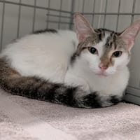 PERLE, chatte à adopter