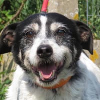 FEVRIER, chien à adopter