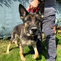ORNA, chienne à adopter
