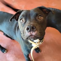 angelo paa22946, chien à adopter