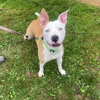 NINON PAA22939, chienne à adopter