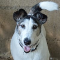 PHILOU CHAO, chien à adopter