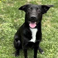 Baki CAA13889, chien à adopter