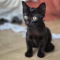 Talus, chat à adopter