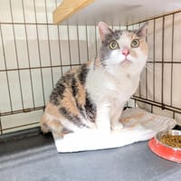 LIZZY, chatte à adopter