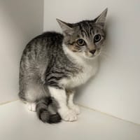 CATSBY, chatte à adopter