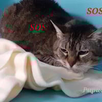 Pupuce, chatte à adopter
