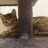 Buzz (Maya), chat à adopter