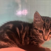BENJI, chat à adopter