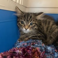 PRUNELLE, chatte à adopter