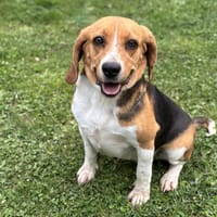 Sirène CAA13890, chienne à adopter