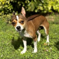 Stella CAA13892, chienne à adopter