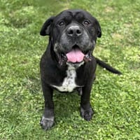 Milano CAA13888, chien à adopter