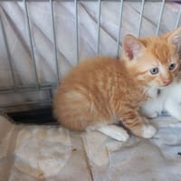 Azerty, chatte à adopter