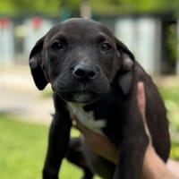 Juliette CAA13893, chienne à adopter