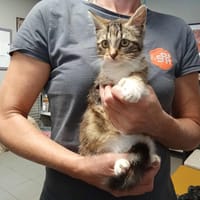 CLEOPATRE, chatte à adopter