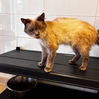 Moustique, chatte à adopter
