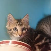 NUTS, chat à adopter