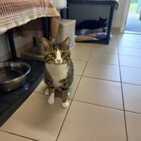 Jax, chat à adopter