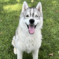 Yousko CAA13156, chien à adopter