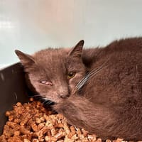 CHAUSSON, chat à adopter