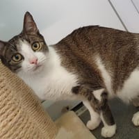 BARBARA HAB17239, chatte à adopter