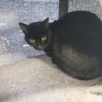 Yummi, chat à adopter