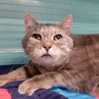 SIMON, chat à adopter