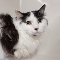 ABRA, chatte à adopter