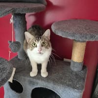Mercredi, chatte à adopter