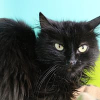 BINKY HAB17240, chatte à adopter
