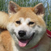 MAYA, chienne à adopter